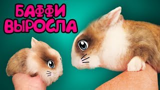 КАК РОСЛА КРОЛЯ БАФФИ ! Кот Малыш и Кошка Мурка! Приколы С КОТАМИ И КРОЛИКОМ БАФФИ! Смешные коты screenshot 4