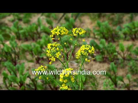 Californian poppy, mustard and fenugreek flowers