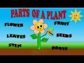 PARTS OF A PLANT FOR KIDS, PARTES DE PLANTA EN INGLES PARA NIÑOS