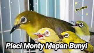 Bikin Pleci Monty Mapan Bunyi Bongkar Ngalas Isian