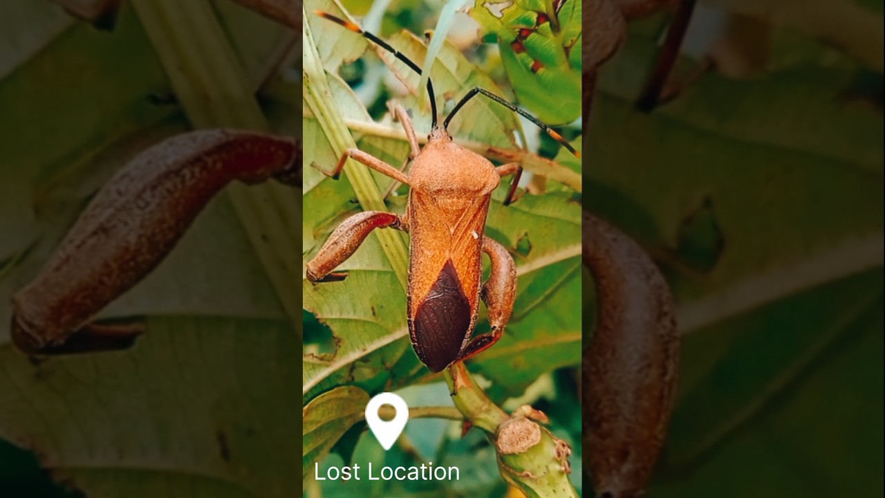 🙆‍♂️Lost Location Pentatomomorpha bug 