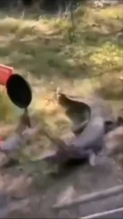 crocodile attack - YouTube
