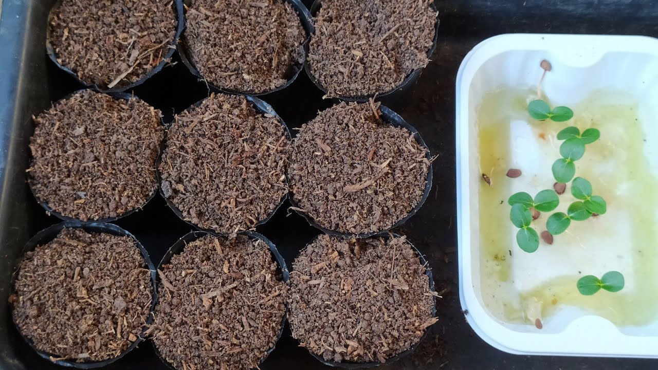 ดินขุยไผ่ ดินดี เหมาะ ใช้ย้าย ต้นอ่อนพืช ช่วยป้องกัน โรครากเน่า และ เชื้อราไม่ดี ในดิน