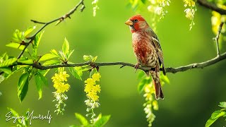 Calming Music that Heals Stress, Stop Anxiety & Depression • Relaxing Bird Sounds for Sleeping #36