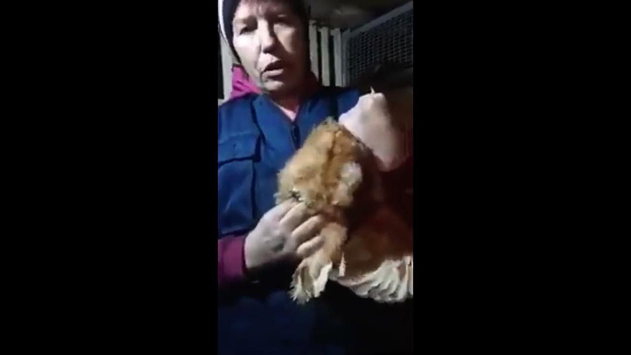 Как несется курица видео. Как курица несется видео.