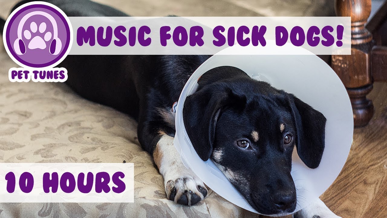 10 Hours Relaxing Dog Music to Help Your Ill and Sick Puppy or Dog Recovering From Surgery