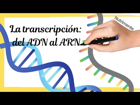 Vídeo: Què és la transcripció a l'ARN?