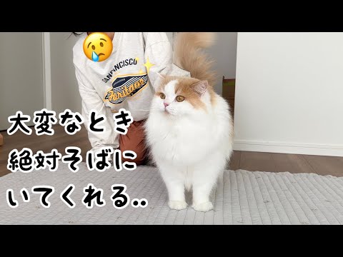 うちのツンデレ猫に癒されたら、大変な仕事も乗り切れた!