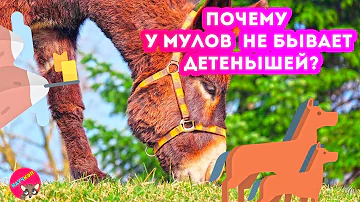 Почему у мулов и других гибридов НЕ БЫВАЕТ детенышей?