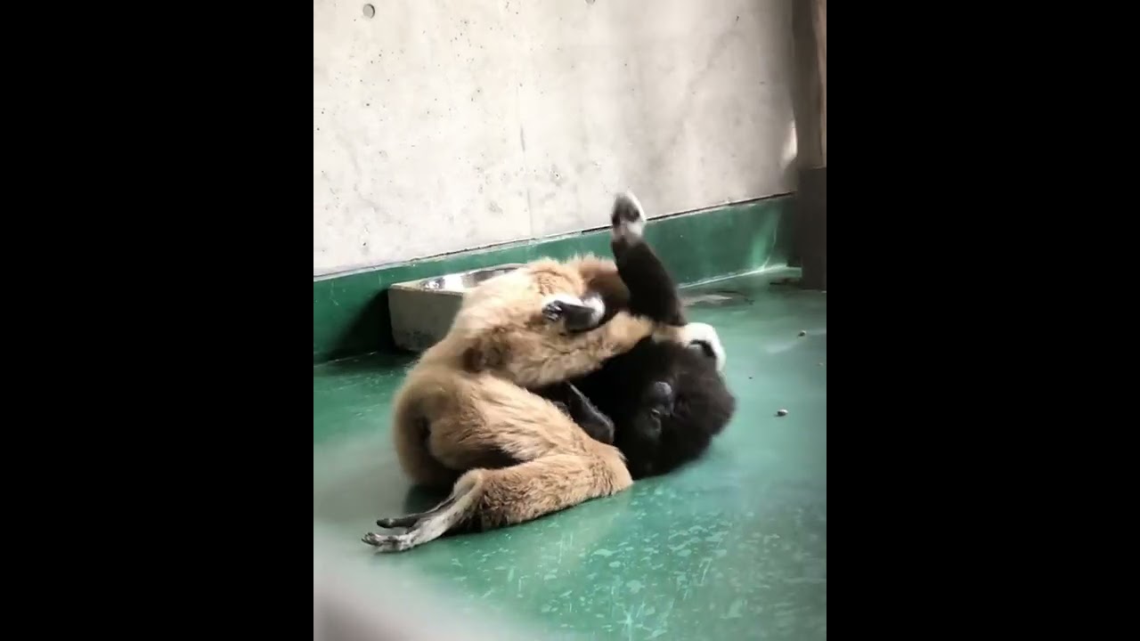 Gibbons playing!