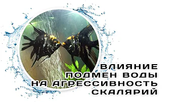 Как подмены воды влияют на агрессивность скалярий