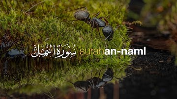 Surah An-Namal Full || By Abdur-Rashid Sufi ❤️ || (HD)|سورة النمل