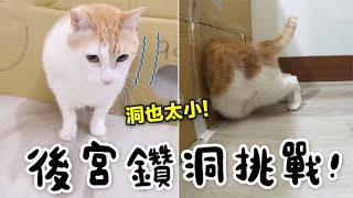 【黃阿瑪的後宮生活】後宮鑽洞挑戰阿瑪真的拚了