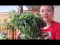 ç¾½è¡£ç”˜è“Kale æœ€å¥½çš„è”¬èœ  ç®€å•å¥½åƒåšæ³•  å¥åº·å‡è‚¥ç¾½è¡£ç”˜è“é¸¡è‚‰ä¸¸ èµ¶ç´§æ”¶è—