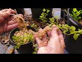 Propagating Greek Oregano From Cuttings With and Without Rooting Hormone