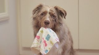 Smart Dog Cleans the House | Pekka the Australian Shepherd