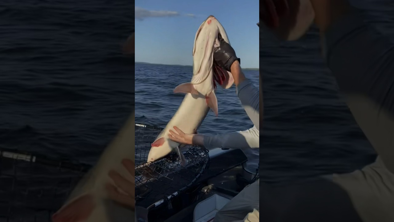 Monster Lake of the Woods Musky 