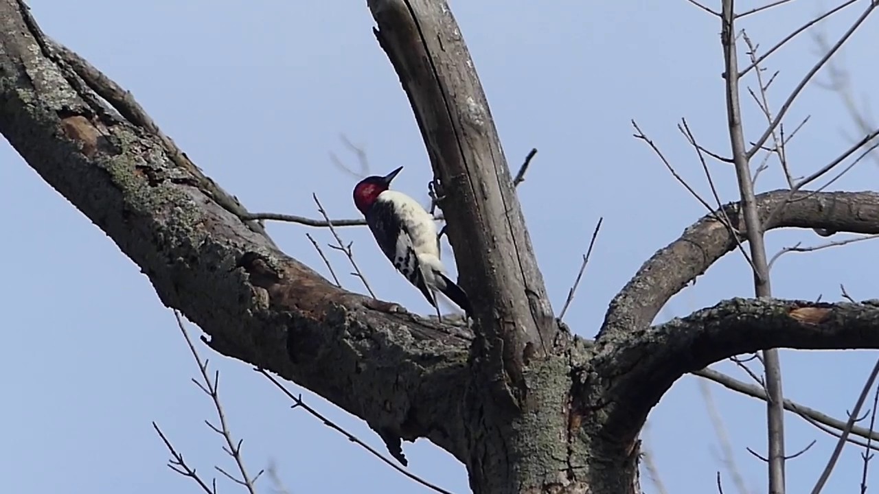 Juvenile Red Headed Woodpecker At Belle Isle Detroit Michigan Youtube