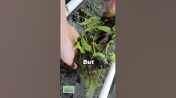 Java Fern In A COLD Basin