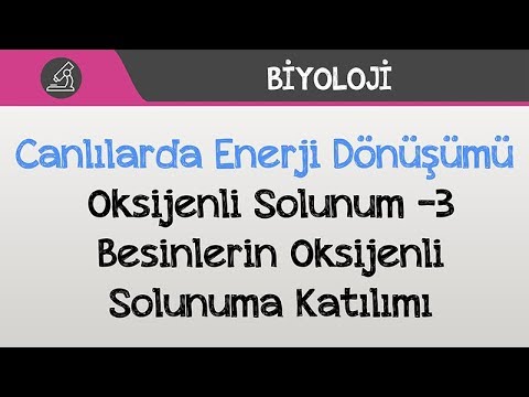 Canlılarda Enerji Dönüşümü - Oksijenli Solunum -3 / Besinlerin Oksijenli Solunuma Katılımı