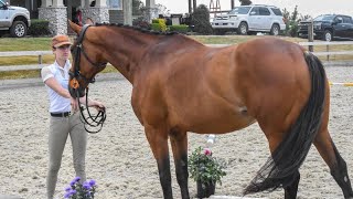 Oldenburg Inspection & Introducing My New Horse Vlog