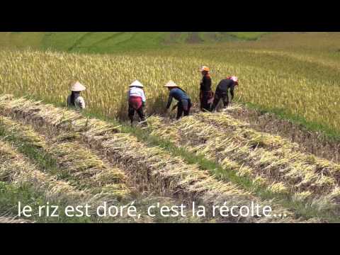 Vidéo: Comment Pousse Le Riz