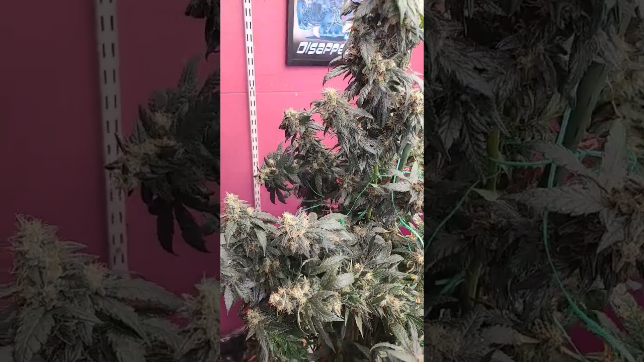 FatBastard week 7 in soil