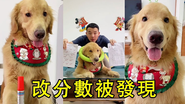 四毛為了玩具改考試分數，不易就被發現，四毛：這也不明顯啊【錯名的四毛】