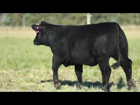 LOTE 74   TAT 1866