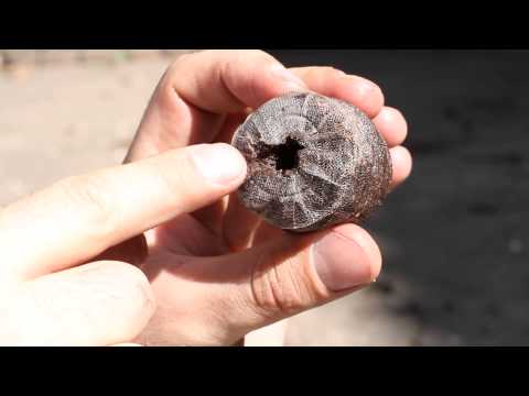 Video: Cómo Plantar Semillas En Tabletas De Turba