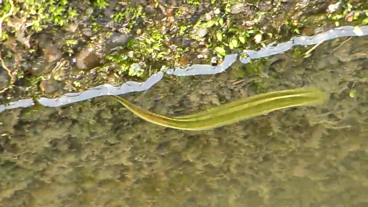 07 Sany0006気持ち悪い生き物 用水路で泳ぐ Youtube 07 Sany0006気持ち悪い生き物 用水路で泳ぐ Youtube