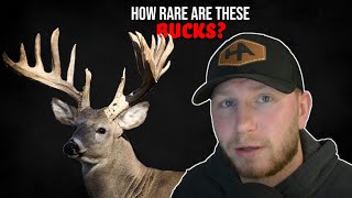 How Rare Are Boone & Crockett Whitetail?