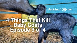 4 Things That Kill Baby Goats Episode 3 of 4