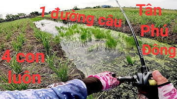 Bất ngờ với con mương này cá nhiều như vậy|câu cá lóc Tân Phú Đông/Thái Nguyễn fishing