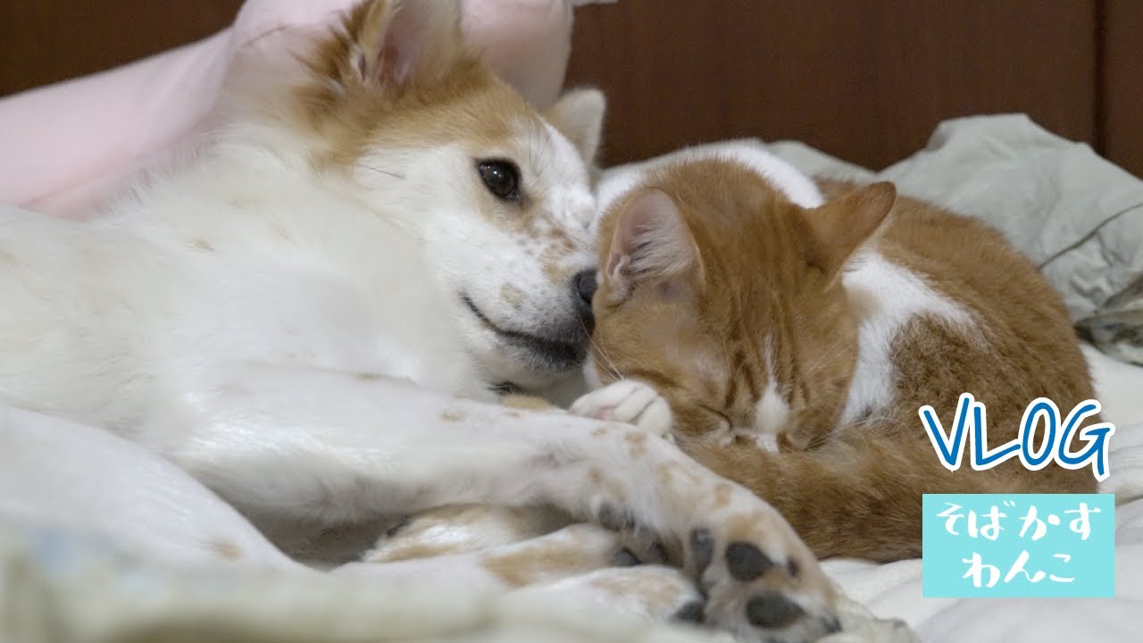 雪の庭遊び 犬猫ラブラブ仲良し 東北田舎暮らし 春の気配ばんけみそ 犬猫動画 Youtube 雪の庭遊び 犬猫ラブラブ仲良し 東北田舎暮らし 春の気配ばんけみそ 犬猫動画 Youtube