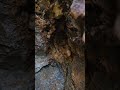 Chasing the quartz vein#rockhounding #crystals #quartzcrystal #crystalhunter #nature