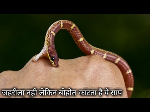 वीडियो: एक आम वाइपर सांप कैसा दिखता है?