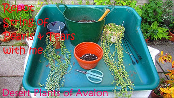 Repotting String of Pearls Plant & String of Tears Plant | Senecio rowleyanus | Senecio herreianus