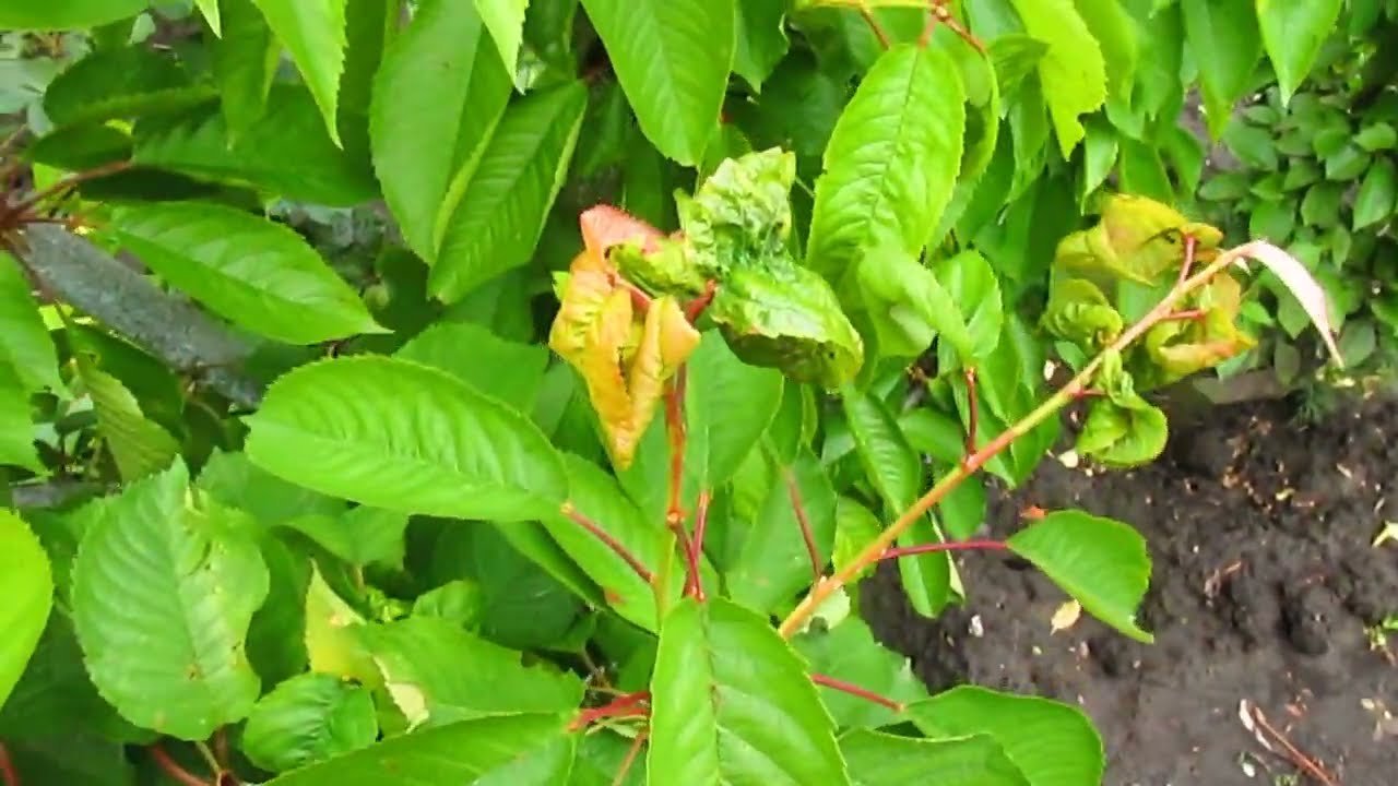 Черешня. Что делать если листья закручены на черешне.