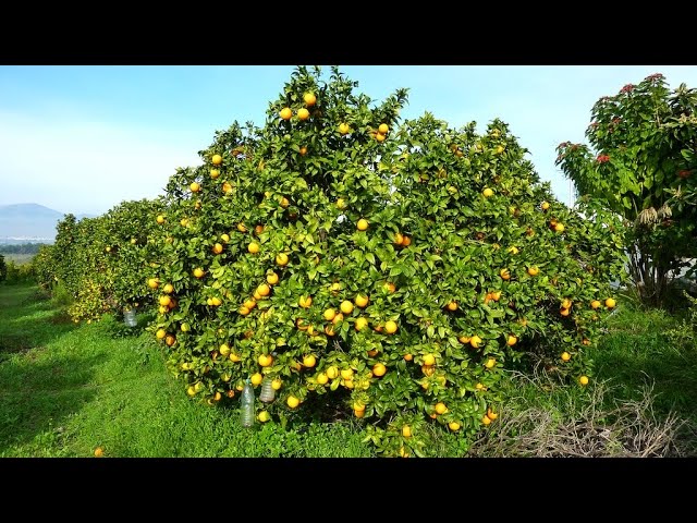 Cómo Fertilizar Adecuadamente Cultivos Frutales - TvAgro por Juan Gonzalo  Angel - YouTube