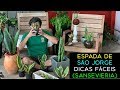 Espada de São Jorge Dicas Fáceis (Sansevieria)