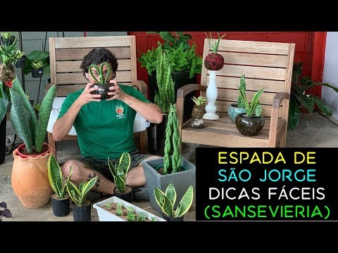 Vídeo: Como Fazer Crescer Um Sansevier