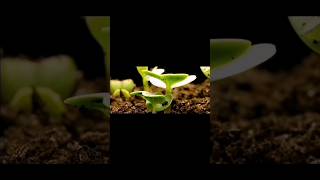 Биогумусга Экилган Уруғларни Униб Чиқиш Жараёни