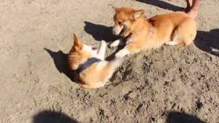 Adorable corgi puppy defends his territory by trinketbaby 1,459 views 10 years ago 1 minute, 12 seconds