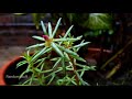 Rainy day | Nature's Video #Randomstuff #Gujranwala #Pakistan #Eid2021