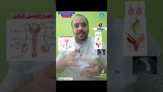 الخصوبة والإخصاب (١- الجهاز  الذكري)biology science  shorts fyp التكاثر ahmed_elhddad