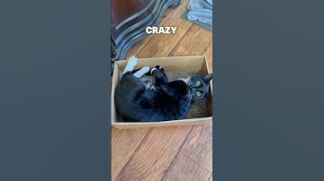 The Interesting Reason Cats go WILD for Catnip! #cat #catfacts #shorts