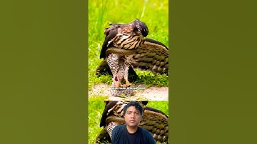 Dikira Cupu Ternyata Suhu #shortvideo #viralreels #animals