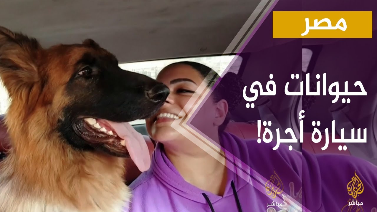 صدمة .. حيوانات داخل سيارة أجرة في القاهرة!