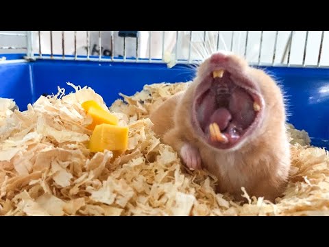 waking-a-sleeping-hamster-by-surrounding-him-with-pumpkin---my-funny-pet-hamster-sleeping